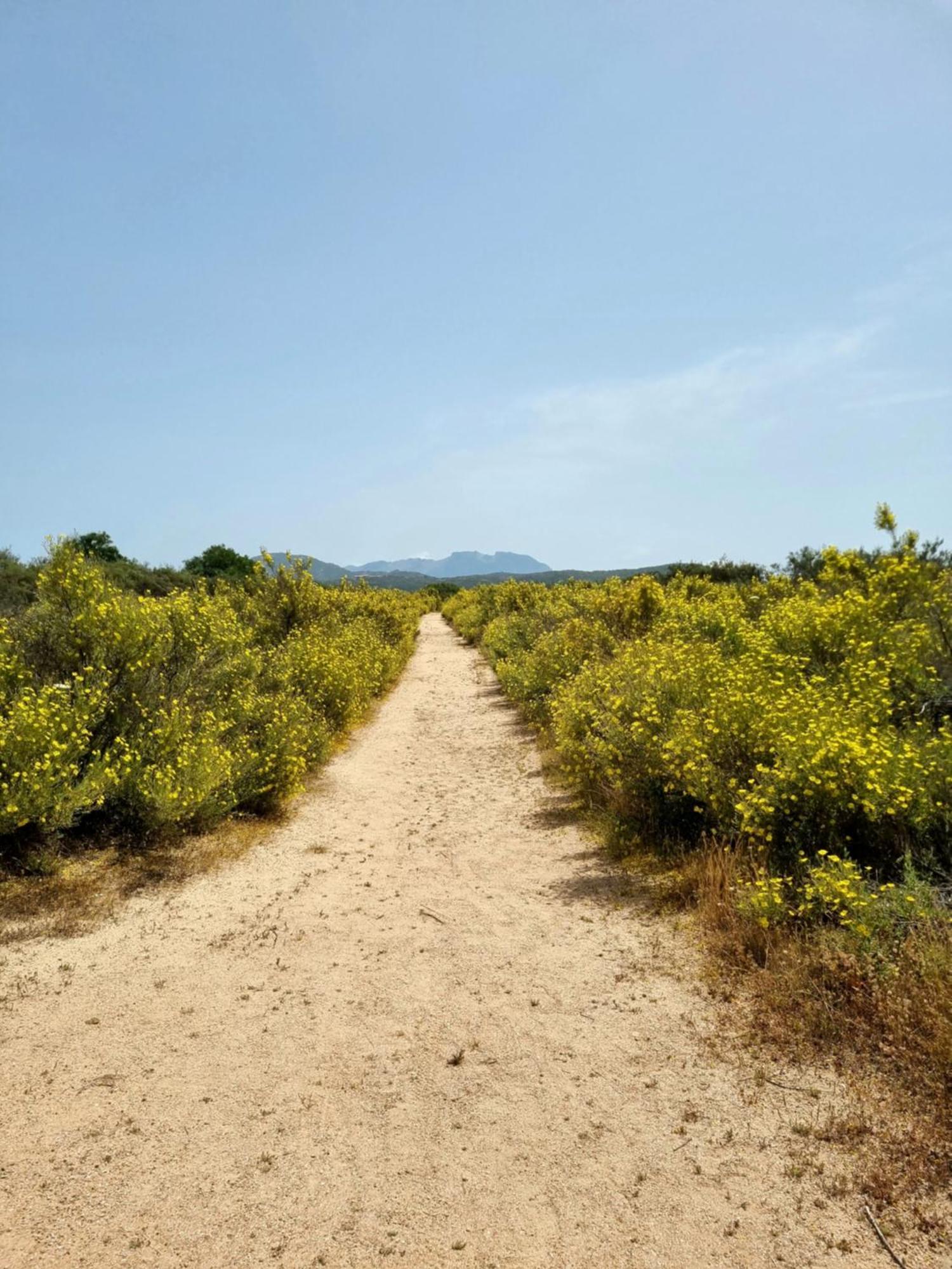 Appartamento Olbia Vecchie Saline Murta Maria Dış mekan fotoğraf
